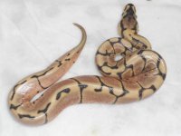 Spider het Pied x Pied clutch 003.jpg
