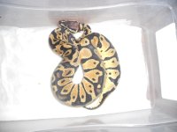 Spider het Pied x Pied clutch 005.jpg