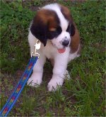 killianpuppy1.jpg