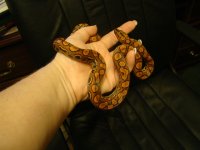 Brazillian_Rainbow_Boa_Male[1].jpg