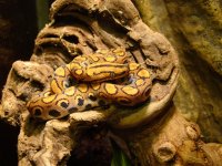 Brazillian_Rainbow_Boa_Female[1].jpg