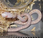 Albino Whitesided.jpg