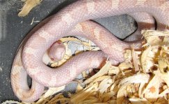 Albino whitesided2.JPG