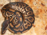 Black Pastel Het Pied 001.jpg