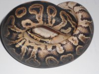 Black Pastel Het Pied 004.jpg