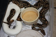 Pied and Black Pastel 002.jpg