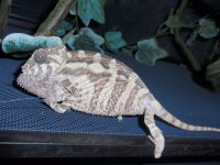 sambava female 6month.JPG