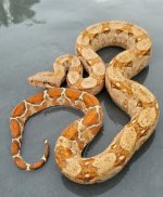 boa9.jpg