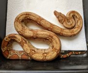 boa5.jpg