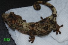 DSC_0317.jpg