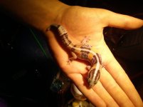 gecko1.jpg