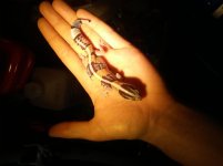 gecko2.jpg