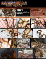 GartersnakeBabies_2021_facebookad.jpg