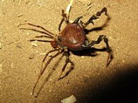220px-Pseudo-araÃ±a_nocturna_(opilion).jpg