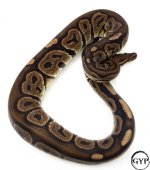 BlackPastelM2.jpg