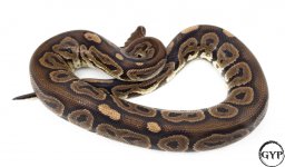BlackPastelM4.jpg