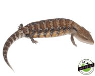 northern-blue-tongue-skink-for-sale_cc4b12a4-ecba-4571-a533-ebb39f1e7d01.jpg
