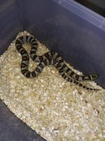 greeri male #2.jpg
