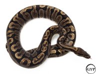 GHIBallM1.jpg