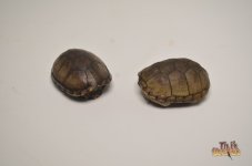 mississippimudturtle.jpg