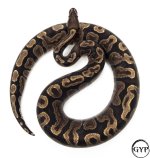 GHIBallM4.jpg