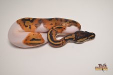 piedballpython3.jpg