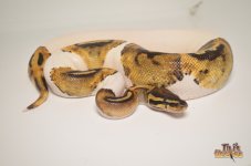 piedballpython1.jpg