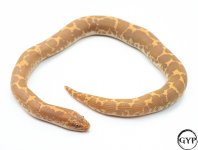 AlbinoSandBoaF3.jpg