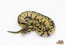 PASTEL 66% POSSIBLE HET CANDY BALL PYTHON.jpg