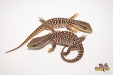 BABY SAVANNAH MONITOR1.jpg