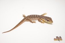 BABY SAVANNAH MONITOR.jpg