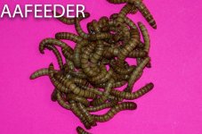 Giant Mealworms.jpg
