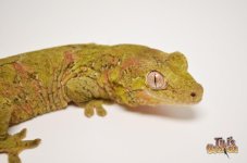 MOSSY PREHENSILE TAILED GECKO1.jpg