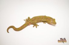 MOSSY PREHENSILE TAILED GECKO.jpg