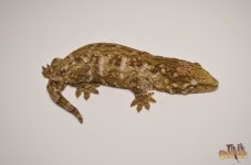 GTB X NUU ANA GIANT GECKO (SHREK OFFSPRING).jpg