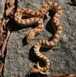 inferno male adult2021.jpg