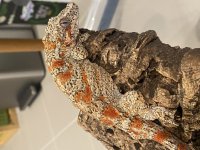 IMG_3698[1].jpg
