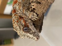 IMG_3694[1].jpg