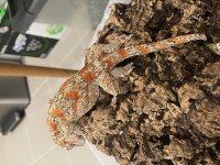 IMG_3690[1].jpg