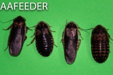 adult dubia roaches.jpg