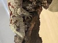 IMG_3722[1].jpg