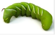 Horn worms.jpg