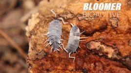 BLOOMER BIOACTIVE Cover Photo FB.jpg