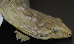 DSC_0339.jpg
