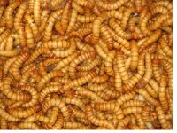 MEALWORMS.jpg