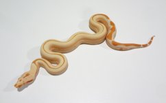 #1 - pk stripe sunglow f pic2.jpg