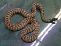 FemaleBlackHeadPython.jpg