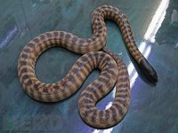 FemaleBlackHeadPython2.jpg