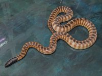 FemaleBlackHeadPython3.jpg