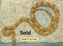 Female #1 Sold.jpg